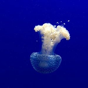 Meet your Posher, Suzy